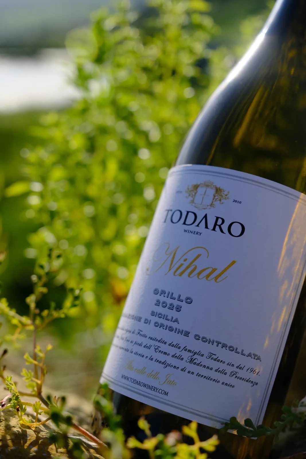 Bottiglia di vino tra il verde